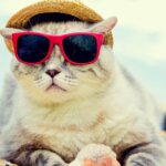 A cool cat on Vacation