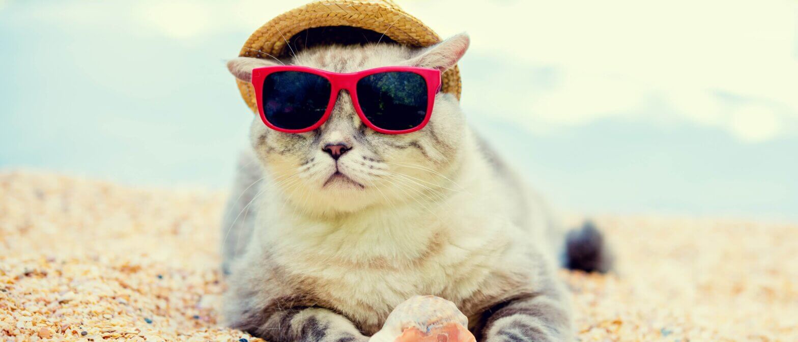 A cool cat on Vacation