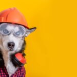 Dog wearing goggles and a hardhat