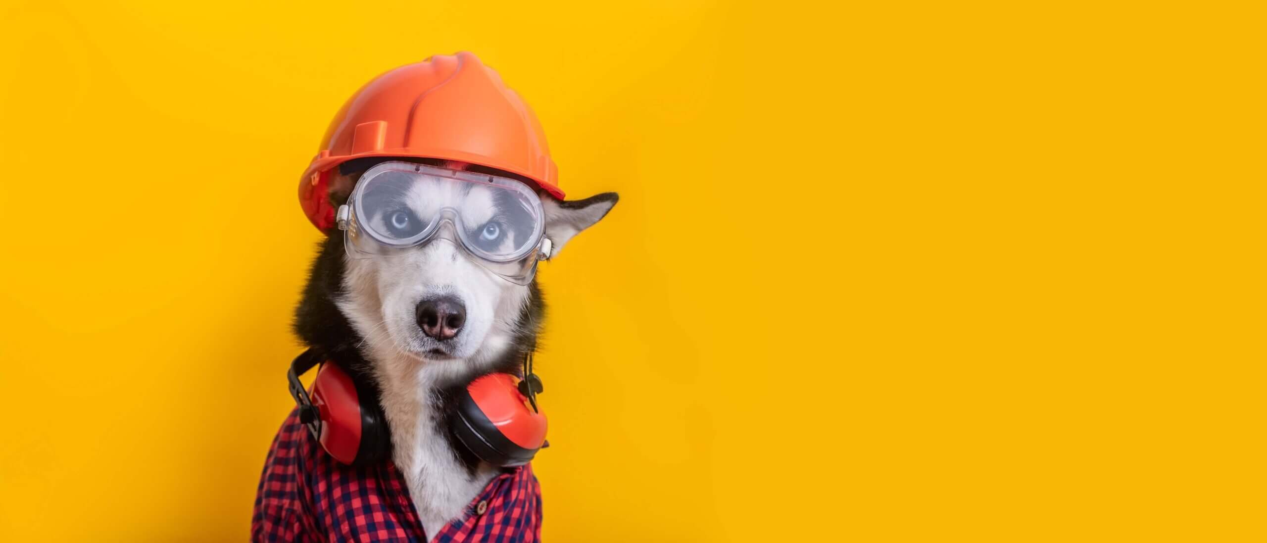 Dog wearing goggles and a hardhat