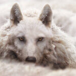 A wolf in sheep's clothing for hiring scams blog