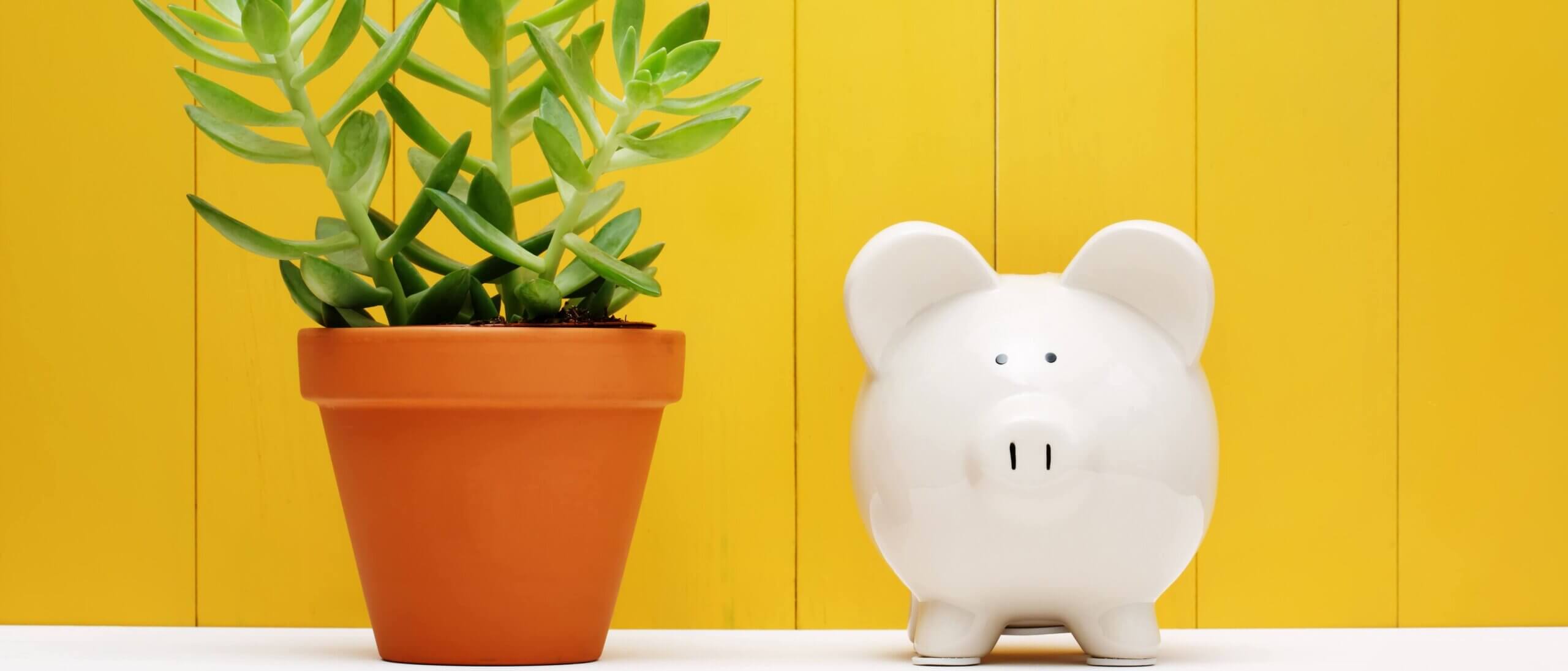 White piggy bank next to a potted succulent plant
